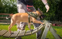 Những chú chó xứ Wales góp phần đẩy lùi nạn săn trộm tại châu Phi