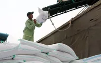Việt Nam còn dư địa để tăng xuất khẩu gạo