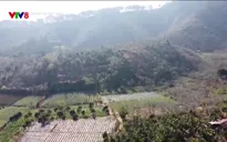 Nông nghiệp xanh: Hoa công nghê cao khoe sắc