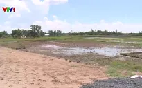 Bồi thường lúa thiệt hại cạnh cao tốc Cần Thơ - Cà Mau