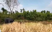 Nắng nóng kéo dài, nông dân "bó tay" nhìn lúa, cà phê chết khô