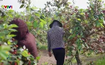 S - Việt Nam: Dâu tằm mùa trái vội