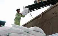 152 doanh nghiệp đủ điều kiện làm thương nhân kinh doanh xuất khẩu gạo