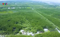V - Việt Nam: Rừng Sác Cần Giờ