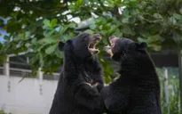 Du lịch gắn với bảo tồn động vật hoang dã