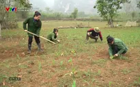 Phụ nữ và cuộc sống: Cô gái Nùng khởi nghiệp