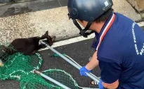 3 người bị chó thả rông nghi mắc bệnh dại cắn