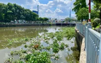 TP Hồ Chí Minh: Nguyên nhân cá chết trắng trên kênh Nhiêu Lộc Thị Nghè