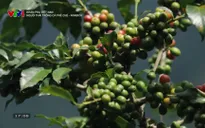 Khám phá Việt Nam: Người Thái trồng cà phê chè - Arabica