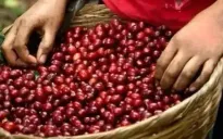 Giá cà phê chịu sức ép lớn do tỷ giá