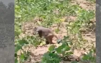 Nông dân “khóc ròng” vì khỉ liên tục cắn phá hoa màu