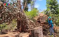 Phát hiện phá rừng quy mô lớn gần trụ sở UBND huyện ở Kon Tum