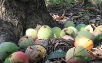 Giá xoài Úc chỉ còn… 1.000 đồng/kg