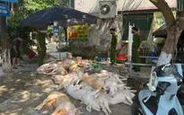 Phát hiện hơn 1 tấn thịt lợn xuất huyết ngoài da, ruồi bâu đầy chuẩn bị lên lò nướng