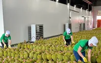Ngăn đà giảm giá sầu riêng