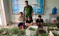 Phát hiện "vườn" cần sa 317 cây trong nhà dân tại Hải Phòng