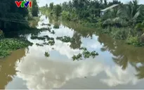 Cá sấu nổi trên kênh ở Long An, chính quyền cảnh báo khẩn