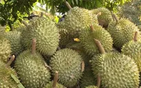 Cắt 100 mã vùng trồng, siết chặt chất cấm trên sầu riêng