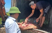 Phát hiện xe tải chở 1 tấn nội tạng bốc mùi