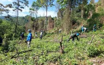 Quảng Bình: Cưỡng chế nhiều diện tích keo trồng trên đất rừng tự nhiên