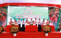 Bắc Giang: Vải thiều sớm Tân Yên mở rộng thị trường, hướng tới du lịch trải nghiệm