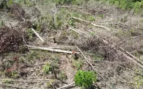 Khởi tố vụ phá rừng tại Kon Tum