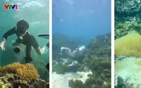 Trải nghiệm chèo Sup, lặn biển ngắm san hô