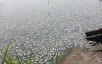 Phú Thọ: Cá chết hàng loạt gây ô nhiễm môi trường