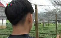 Nhiều học sinh vùng cao bỏ học, “sập bẫy” việc nhẹ, lương cao