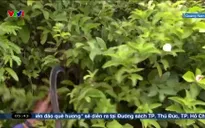 Buổi sáng thức giấc - 31/5/2025