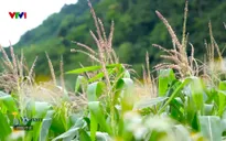 S - Việt Nam: Miền đất của những người sống thọ