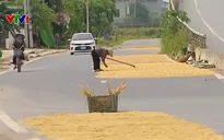 Phơi thóc lúa giữa quốc lộ, nguy cơ tai nạn giao thông rình rập