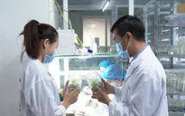 Kon Tum: Làm rõ nguyên nhân cấp mã số vùng trồng bất thường cho doanh nghiệp sâm Ngọc Linh