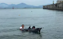 Trạm Biên phòng cửa khẩu cảng Tiên Sa hỗ trợ cá heo mắc cạn trở lại biển