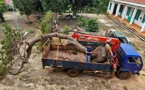Bị phát hiện chở cây thông cổ thụ, hai tài xế bỏ xe chạy trốn