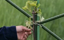 'Vùng cấm' sau thảm họa hạt nhân Fukushima hồi sinh từng ngày