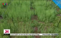 Chuyển động 24h tối - 06/6/2025