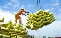 5 tháng đầu năm, giá gạo xuất khẩu giảm gần 19%