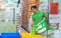 Sức mua gạo ST25 giảm trước thông tin bị làm giả
