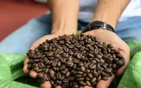 Giá cà phê biến động trái quy luật