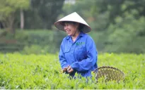 Đẩy mạnh xuất khẩu chè xanh ra nước ngoài