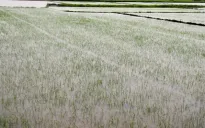 Quảng Bình khẩn trương cứu lúa, rau màu sau mưa lớn do bão số 1