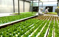 Bổ sung chính sách tín dụng phục vụ phát triển nông nghiệp, nông thôn