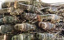 Giảm rủi ro cho ngành tôm hùm