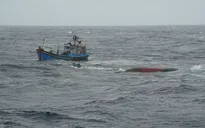 Tàu cá chìm gần đảo Lý Sơn, 11 ngư dân thoát nạn
