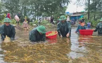 Quảng Trị: Dành 320 tỷ đồng khắc phục hậu quả mưa lũ do bão số 1