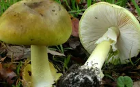 Cảnh báo nấm độc chết người lan rộng ở bang New South Wales, Australia