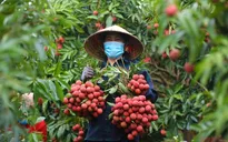 Giá vải thiều có nơi chỉ còn 3.000 đồng/kg