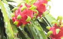 Đa dạng kênh tiêu thụ, nông sản Việt bứt tốc