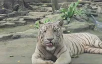 Hổ trắng Bengal ở Thảo Cầm Viên Sài Gòn chết vì bệnh nặng